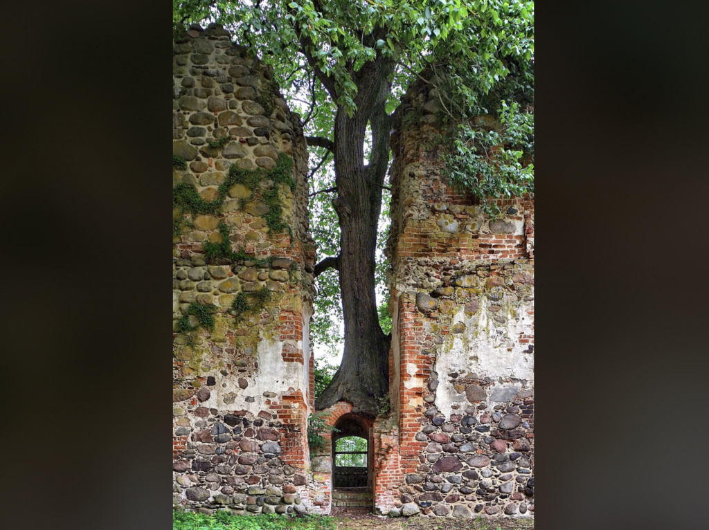 A large tree grows through the middle of two stone walls that form a doorway-like structure. The walls are partially covered in moss and have a rustic appearance. Green foliage is visible on the tree and surrounding area, adding a natural feel to the scene.