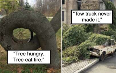 The image is divided into two parts. The left side shows a tree that has grown around a bicycle tire with the text "Tree hungry. Tree eat tire." The right side displays an old, abandoned car overgrown with plants, captioned "Tow truck never made it.