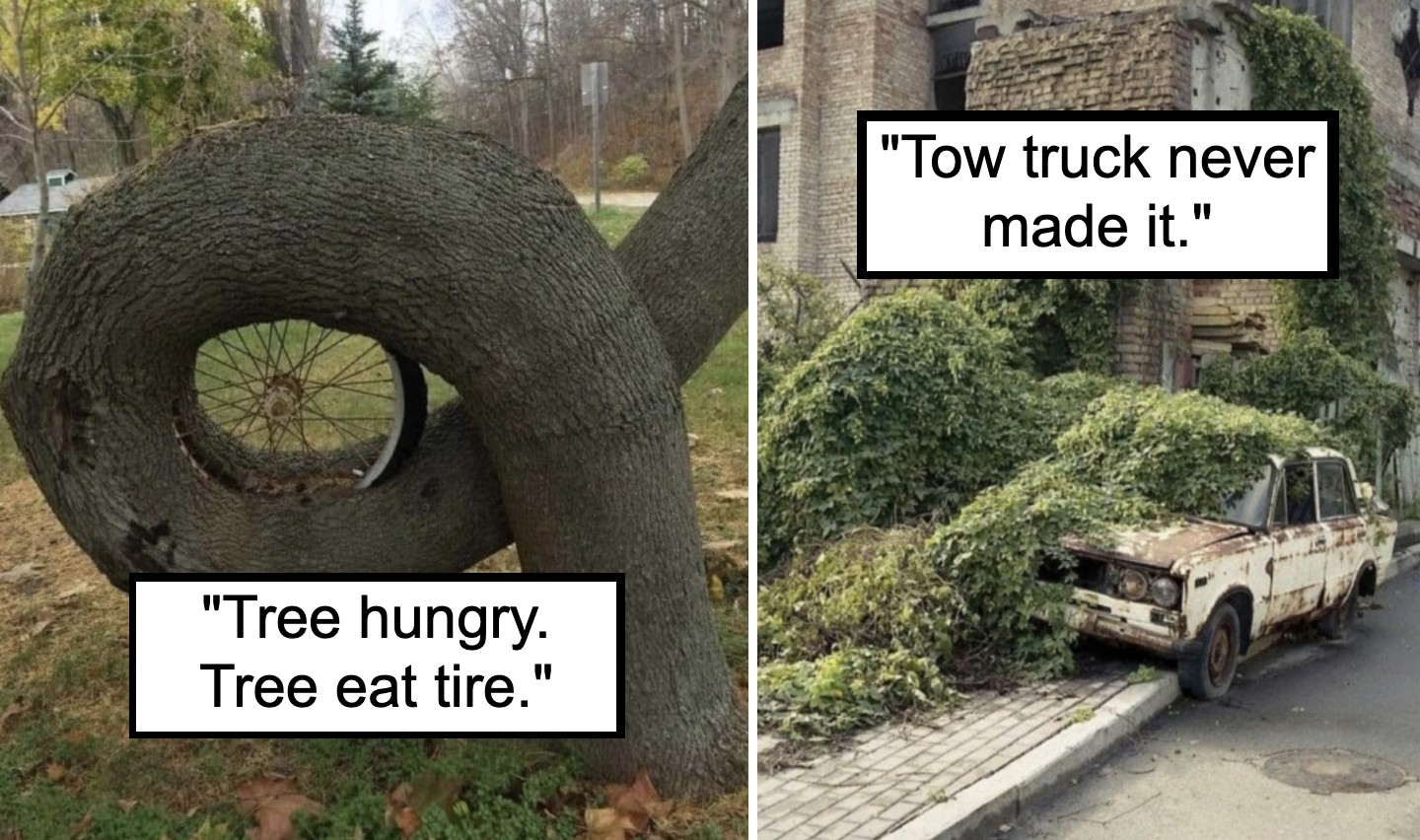 The image is divided into two parts. The left side shows a tree that has grown around a bicycle tire with the text "Tree hungry. Tree eat tire." The right side displays an old, abandoned car overgrown with plants, captioned "Tow truck never made it.