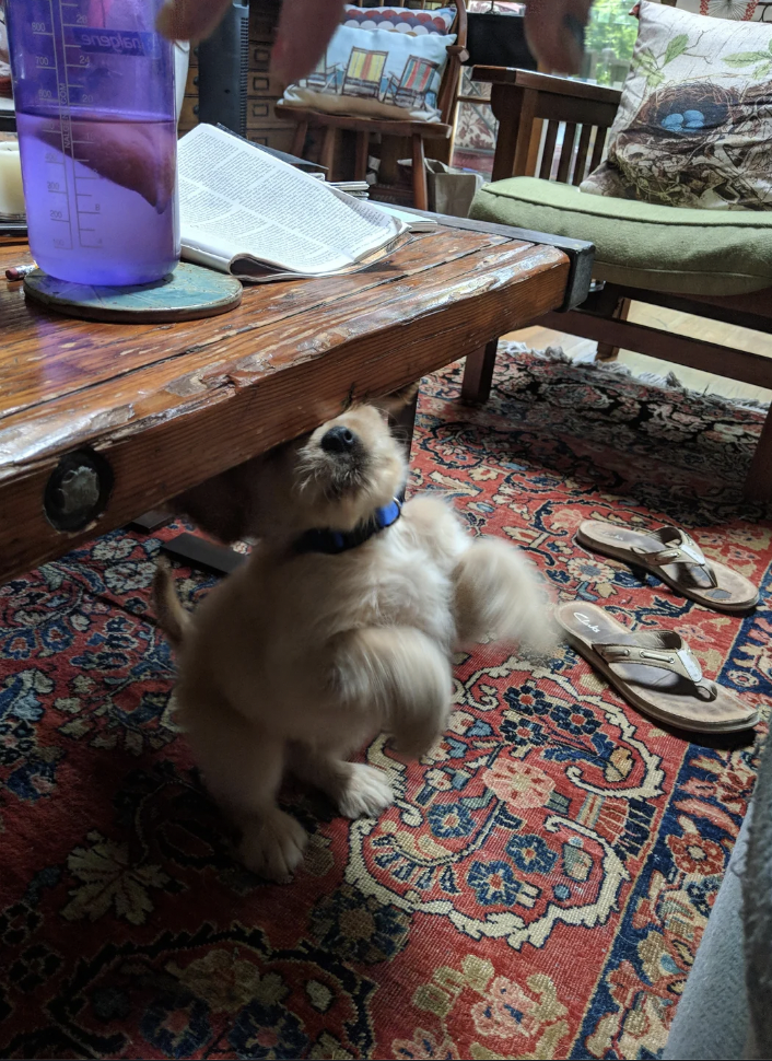 A small puppy stands on its hind legs under a wooden coffee table, reaching up towards a purple water bottle held by a person above. The puppy has fluffy fur and a blue collar, and the scene features a vibrant, patterned rug and cozy indoor furniture.