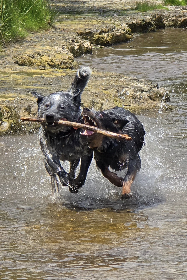 Two dogs are enthusiastically running through shallow water, each gripping one end of a large stick in their mouths. The dogs are wet and appear to be playing energetically, creating splashes as they move. The background shows a grassy, rocky area with clear skies.