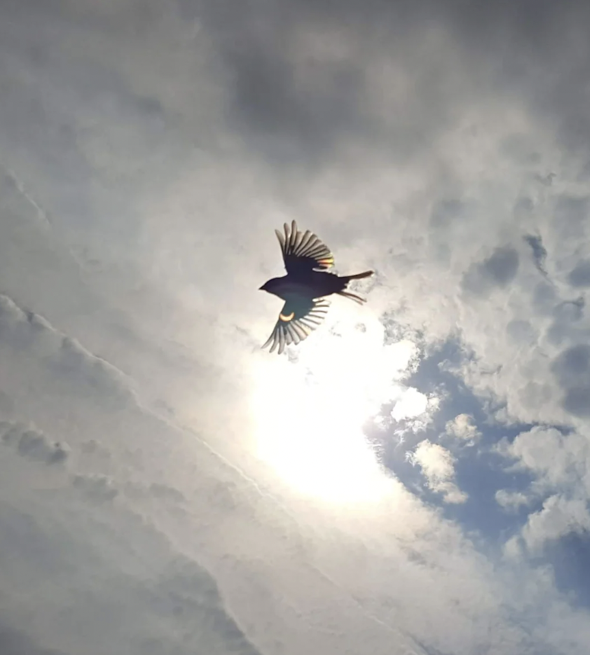 A bird is captured mid-flight against a partly cloudy sky, with the sun illuminating its wings from behind, creating a striking silhouette.