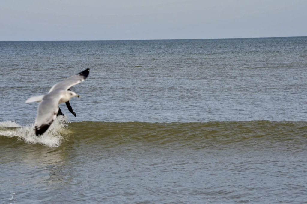 A seagull is captured mid-flight, skimming the surface of a calm sea. The waves gently roll towards the shore under a clear, blue sky. The seagull's wings are spread wide, and its reflection can be seen on the water.