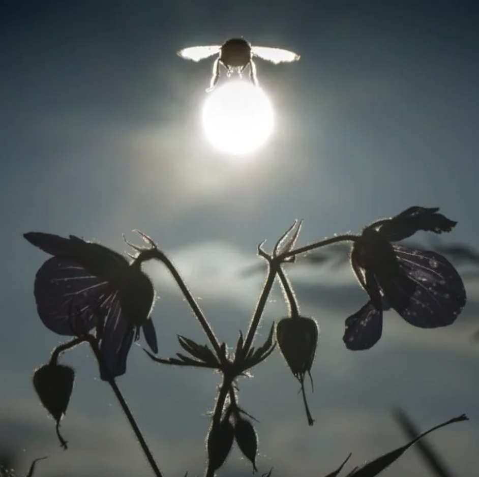 A striking photograph shows a bee hovering near a glowing orb of light, which appears to be the sun. In the foreground, silhouettes of purple flowers with defined petals and stems add to the dramatic composition against the dark background sky.