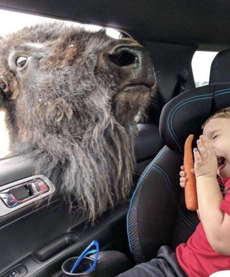 A young child sits in a car seat, laughing and holding a large carrot. Next to the child, a large animal, possibly a bison or buffalo, stretches its head through the car window, appearing to reach for the carrot.