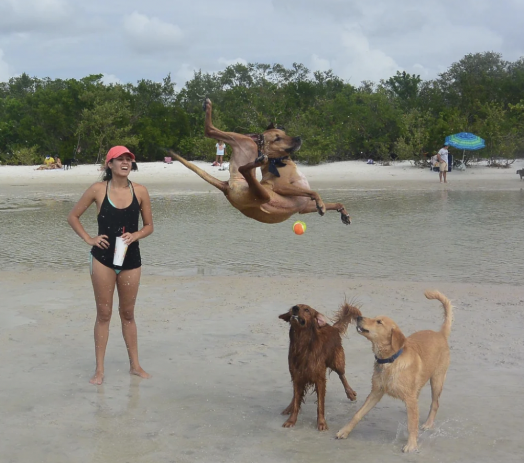 A woman in a black swimsuit and pink cap stands on a beach while three dogs play around her. One of the dogs is leaping high into the air attempting to catch a ball, while the other two dogs watch. Trees and beachgoers are visible in the background.