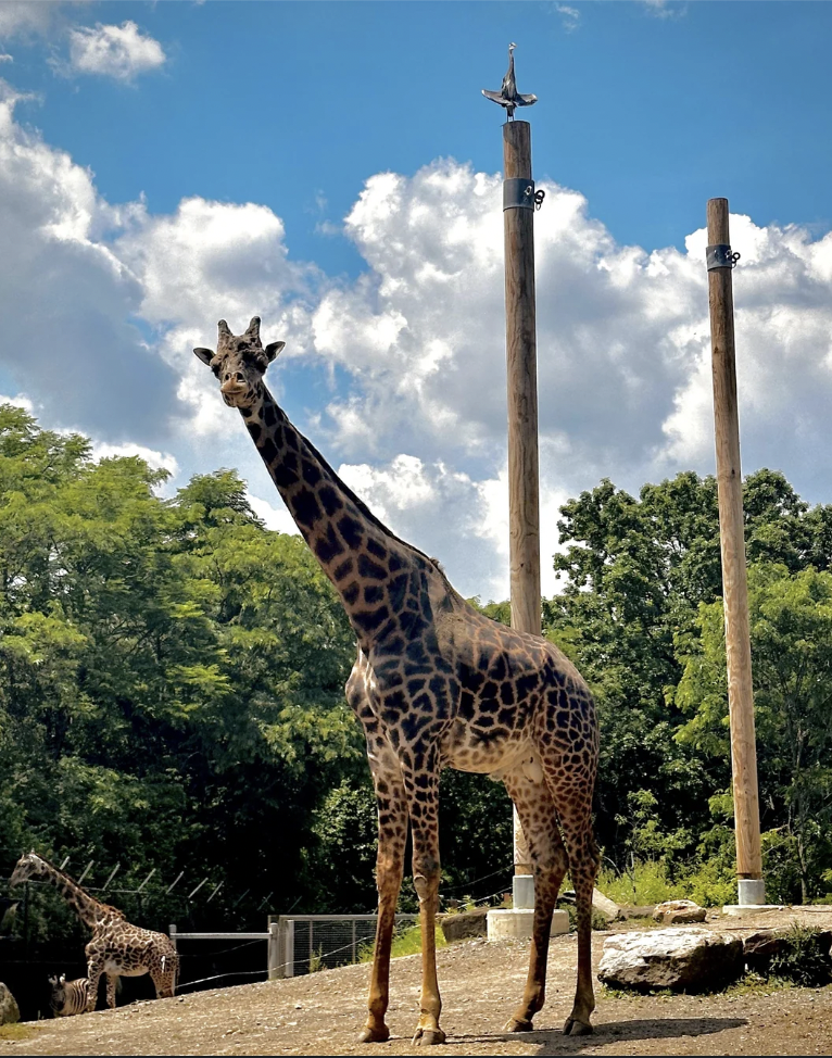 A tall giraffe stands on a dirt path in a zoo enclosure with lush green trees and two tall wooden poles in the background. A second giraffe can be seen in the distance near a fence. The sky is blue with scattered clouds.