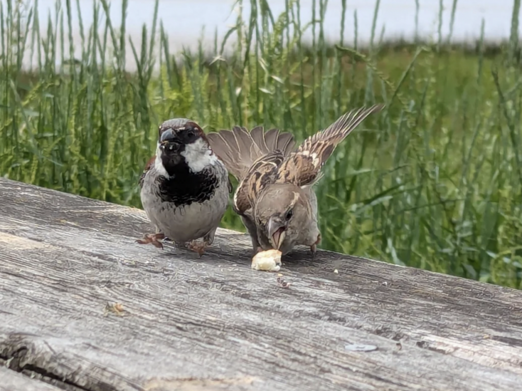 Two small birds are perched on a weathered wooden surface. The bird on the left is sitting upright, while the bird on the right is leaning down to peck at a small piece of food. Tall grass and blurred greenery can be seen in the background.