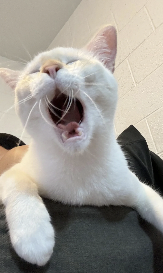 A white cat with closed eyes is perched on a person's shoulder, with its mouth wide open in a mid-yawn. The background features a lightly textured white brick wall.