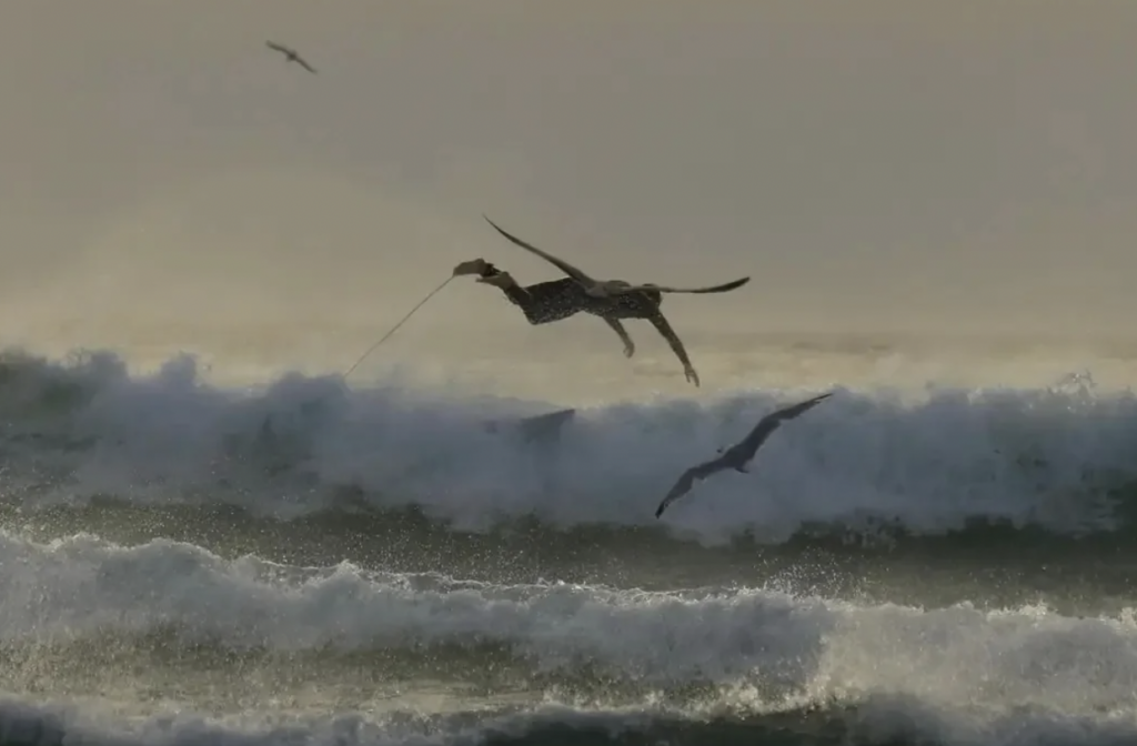 A pelican is entangled in a fishing line and caught in the crashing waves of the ocean. Another bird flies nearby, soaring over the turbulent water. The scene captures the struggles of marine wildlife amidst human-made hazards.