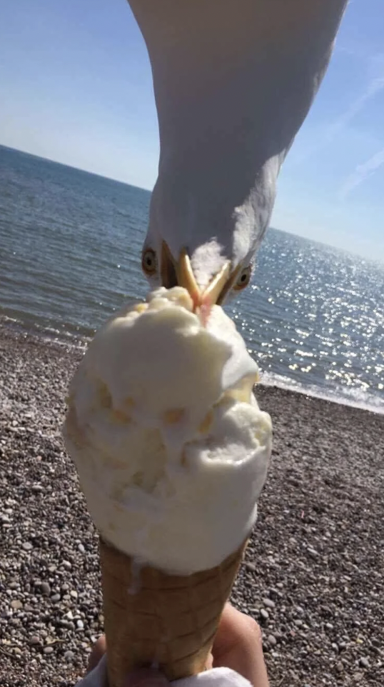 A seagull pecks at an ice cream cone held by a person at a beach. The beach has pebbles and the ocean is in the background with calm waves under a clear blue sky.