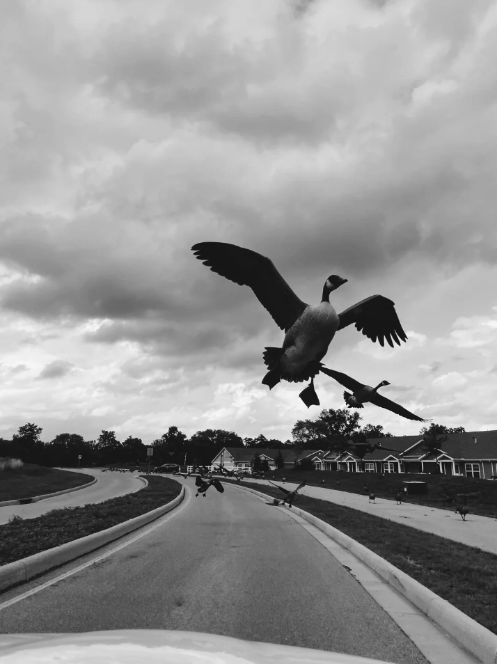 Black and white photo of a suburban street with large clouds overhead. Two geese are flying close to the camera, wings spread, with other geese visible on the road and lawn. Houses line the street, and the perspective is from the middle of the road.