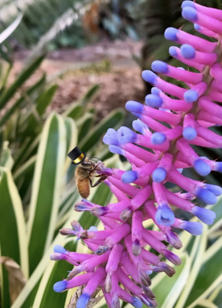 A bee wearing a small, black and yellow top hat is perched on a vibrant, pink and purple flower with green, variegated leaves in the background.