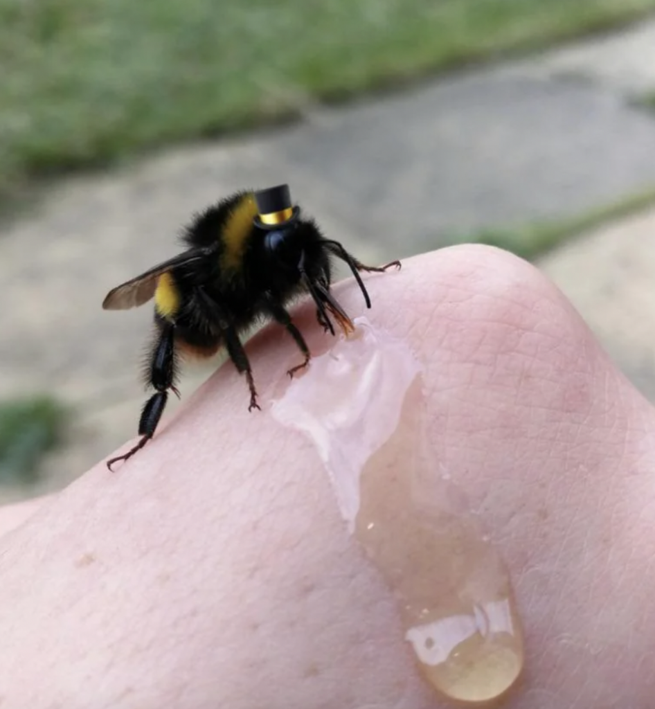 A bumblebee with a small top hat and white collar attached is perched on a person's hand, drinking a drop of honey. The background is blurred, showing some grass and pavement.