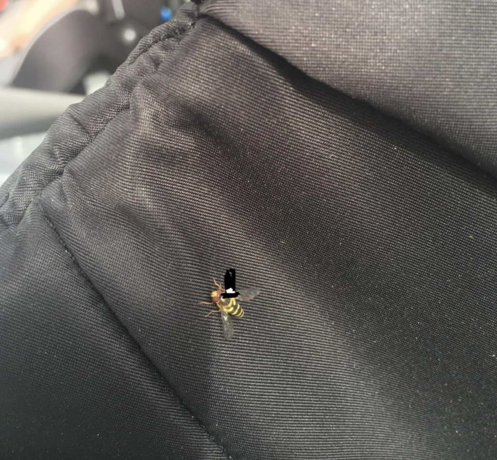 A small bee with yellow and black stripes sits on a black fabric surface. The fabric appears crumpled and the background is blurred. The bee is positioned near the center of the image.