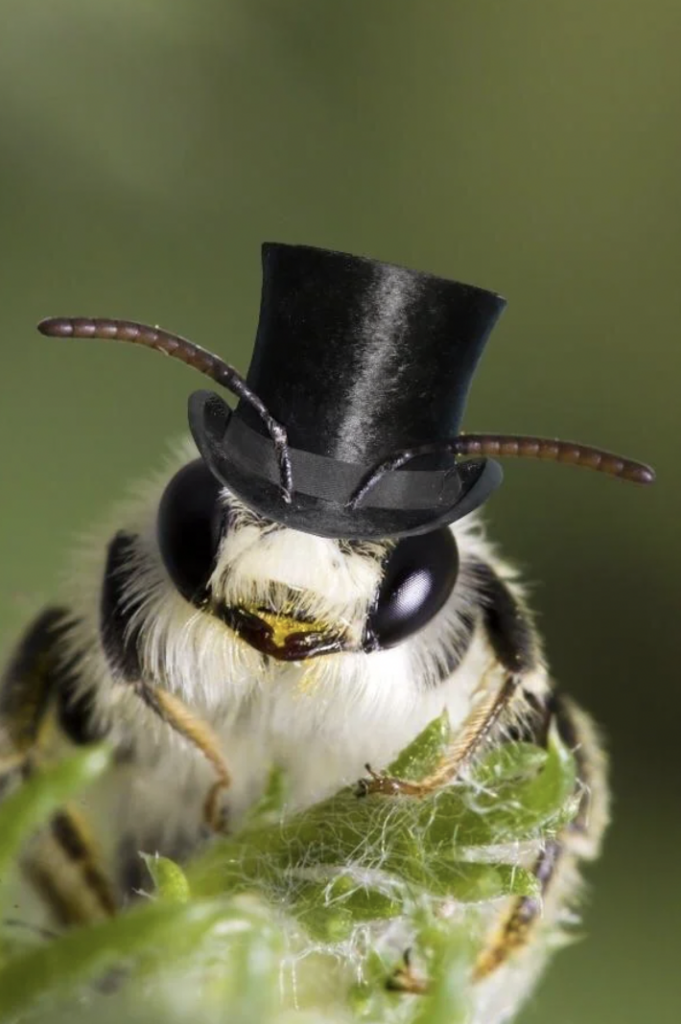 Close-up of a bee wearing a small top hat, standing on a green leaf. The bee is facing the camera, with a neutral background, highlighting the bee's large compound eyes and fuzzy antennae. The top hat contrasts humorously with the bee's natural appearance.