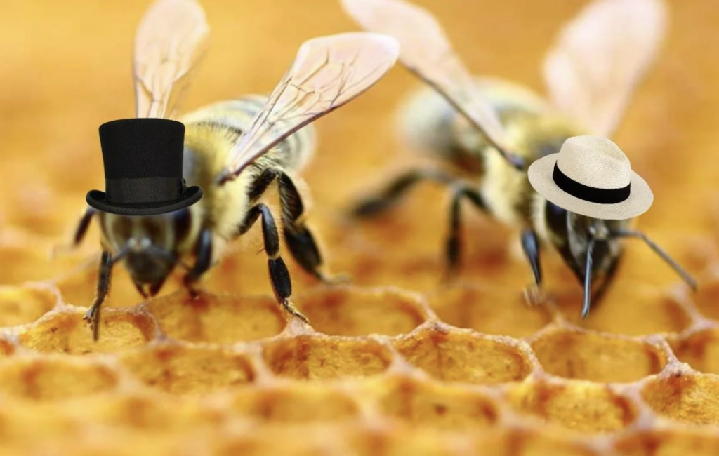 Two bees are seen walking on a honeycomb. The bee on the left is wearing a black top hat, and the bee on the right is wearing a white hat. The background is blurred, emphasizing the texture of the honeycomb and the bees.