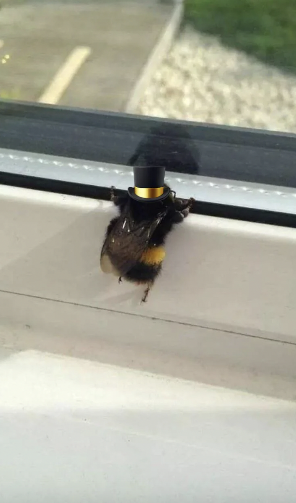 A bumblebee wearing a mini top hat is perched on the inside of a window frame. The bee is facing outward towards the glass, and the scenery outside is slightly blurred.