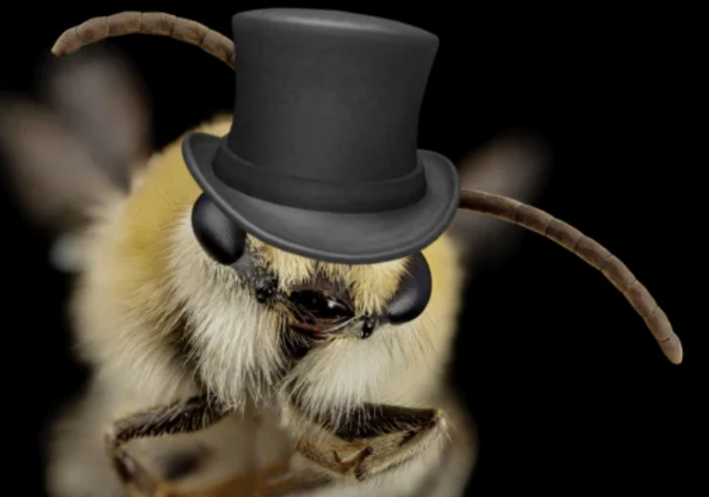 Close-up of a bee's face wearing a black top hat and round black sunglasses. The bee's eyes and furry yellow and black head are clearly visible, with its antennae and parts of its legs in view. The background is completely black.