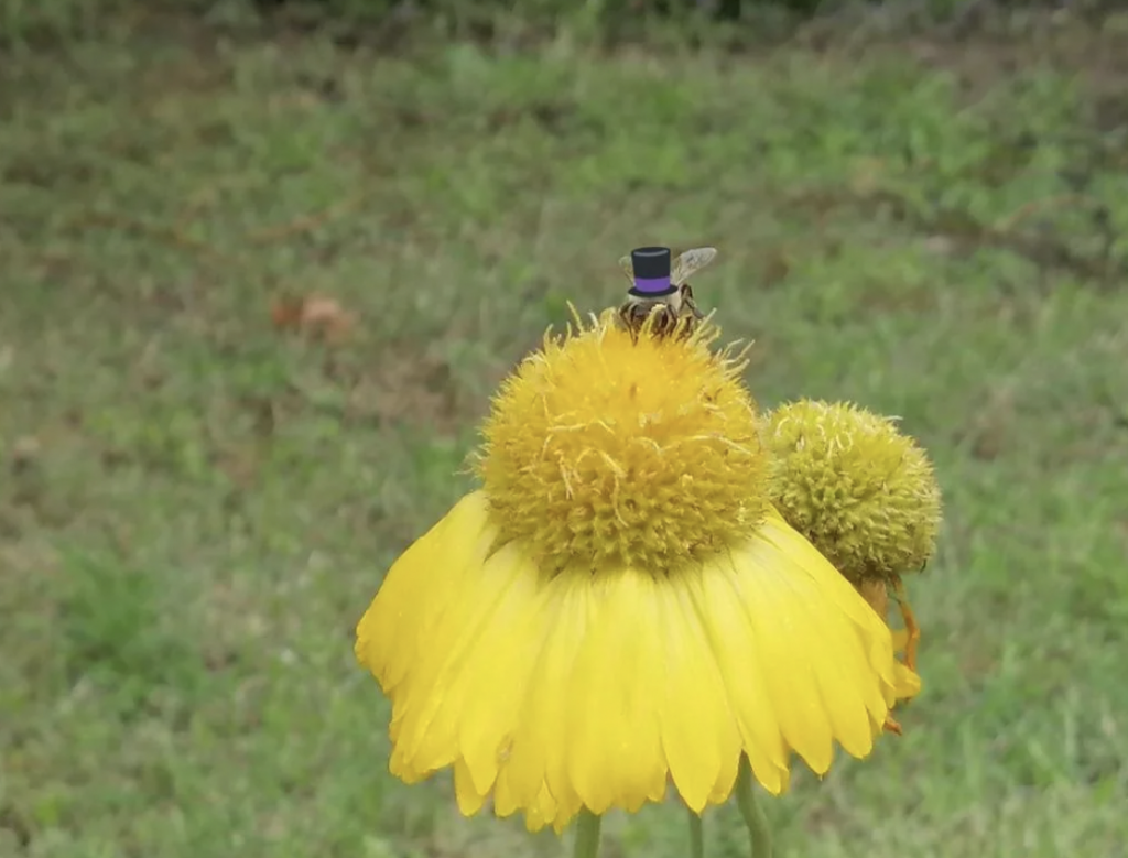 A small bee is perched on the top of a yellow flower. The bee is wearing a tiny, purple top hat. The background is a grassy area.