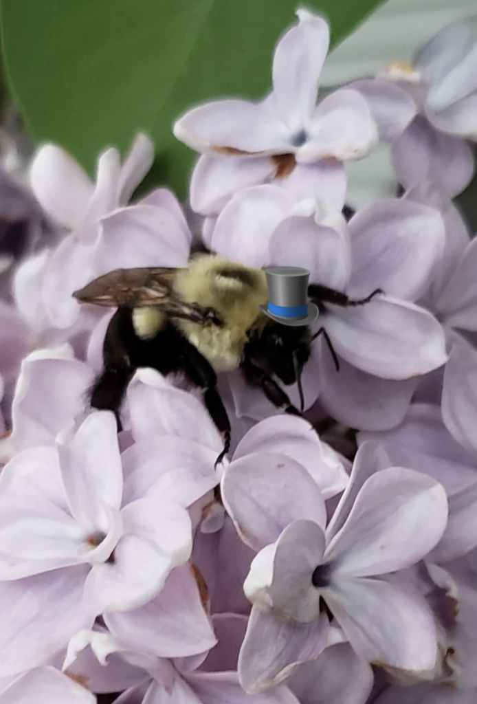 A bumblebee wearing a small top hat is perched on a cluster of pale purple lilac flowers. The green leaves in the background provide a contrasting backdrop to the delicate petals and the whimsical addition of the hat on the bee.