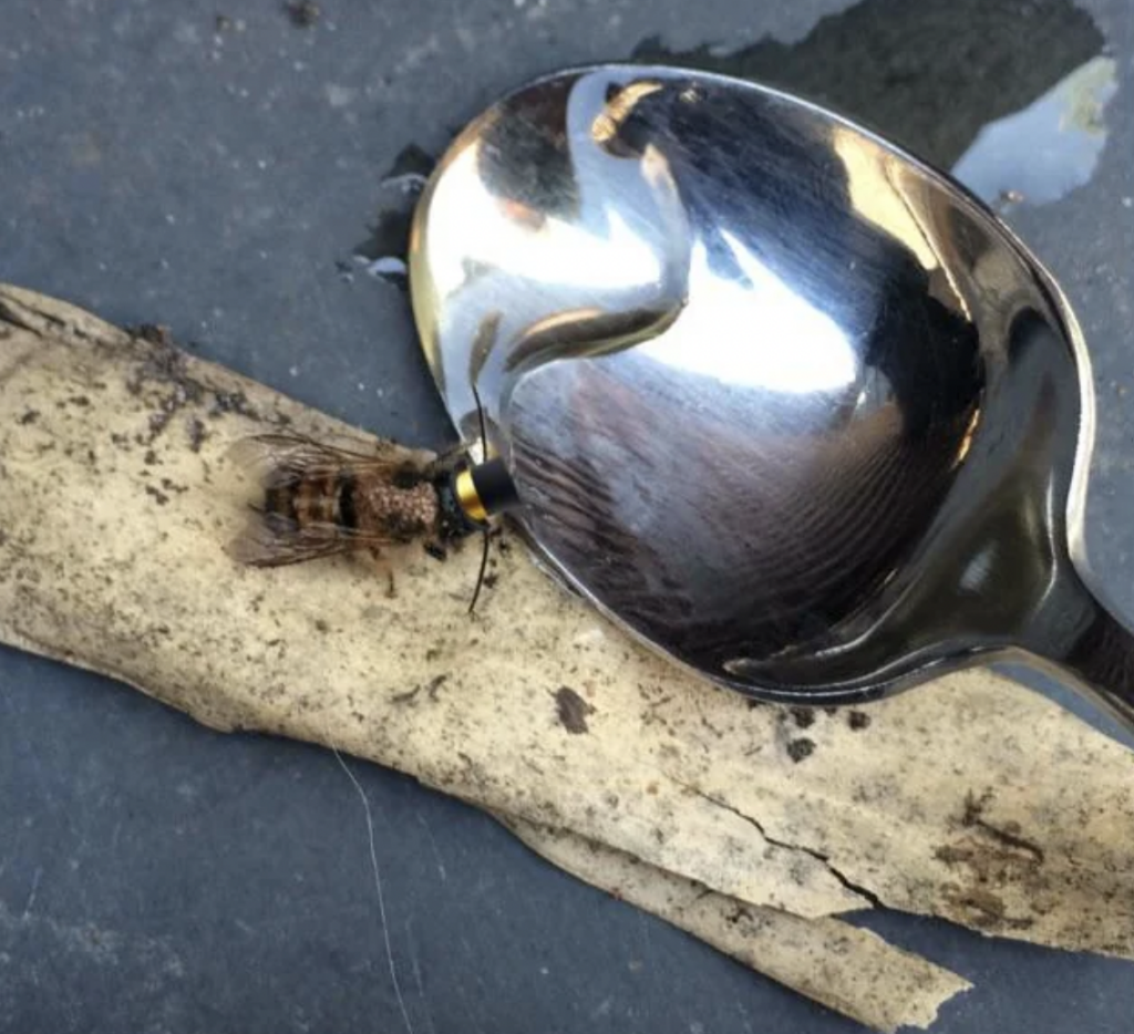 A honeybee is drinking water from a spoon placed on a slightly textured surface. The spoon reflects light and shows a partial reflection of the bee. There is a piece of bark or wood next to the bee and spoon.