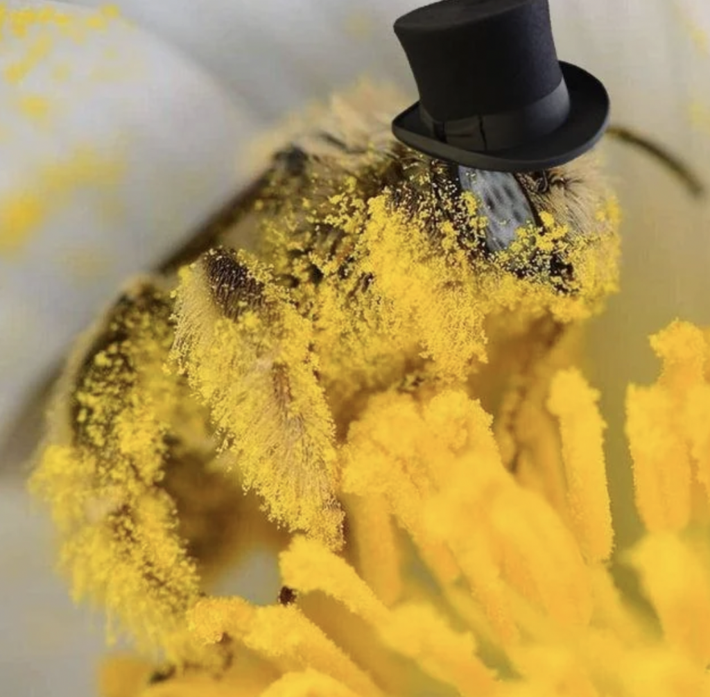 A close-up of a bee covered in pollen sitting on a yellow flower with white petals. The bee is humorously depicted wearing a small black top hat. The image highlights the bee's detailed features amidst a vibrant floral setting.