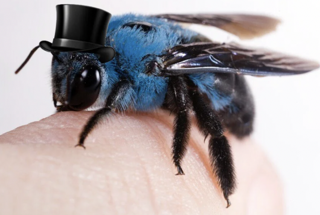 A close-up image of a blue carpenter bee perched on a human finger. The bee is wearing a miniature black top hat. The background is plain and out of focus, drawing attention to the bee and its hat.