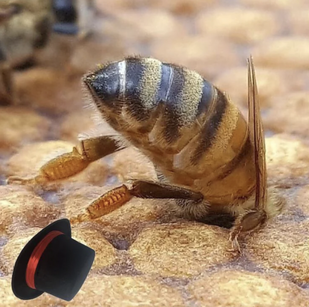 A close-up image of a bee standing on what appears to be a honeycomb. The bee is focused on the middle while a small black top hat with a red band is placed near one of its hind legs in the bottom-left corner of the image.