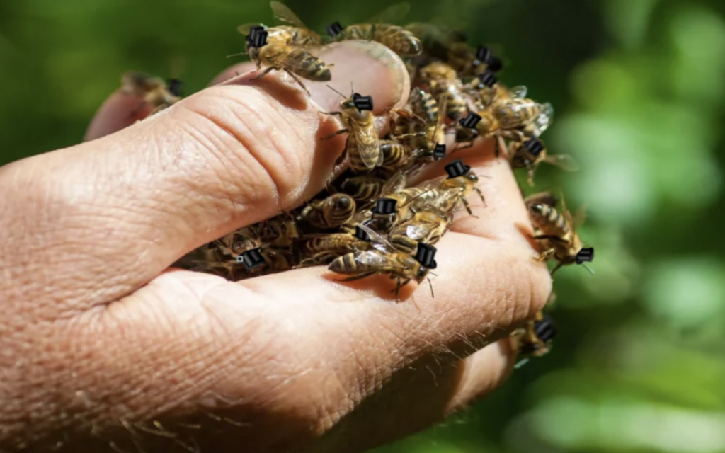 A close-up of a hand holding numerous bees, each with a small black tag on their back. The background is a blurred greenery, indicating an outdoor setting. The focus is on the bees and the tags used for research or tracking.