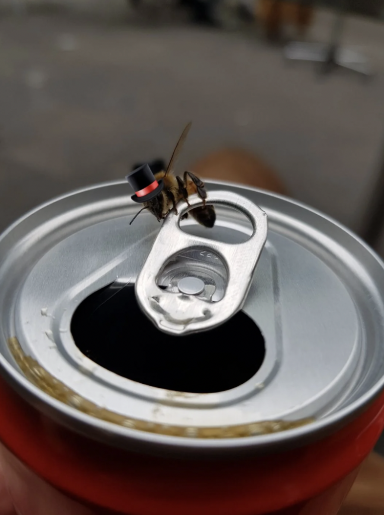 A bee wearing a small black top hat with a red band is perched on the tab of an open soda can. The can is silver, and the background is blurred, focusing on the bee.