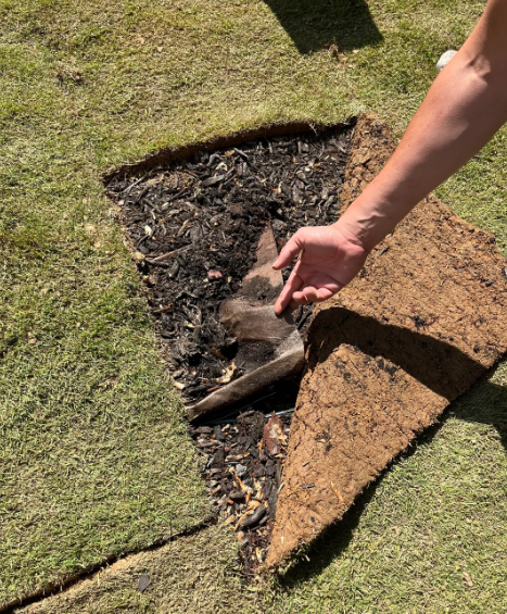 A person is lifting a section of turf to reveal a partially buried item underneath. The turf appears to have been cut and stripped back, revealing soil and organic material beneath. The scene is set outdoors with sunlight illuminating the area.