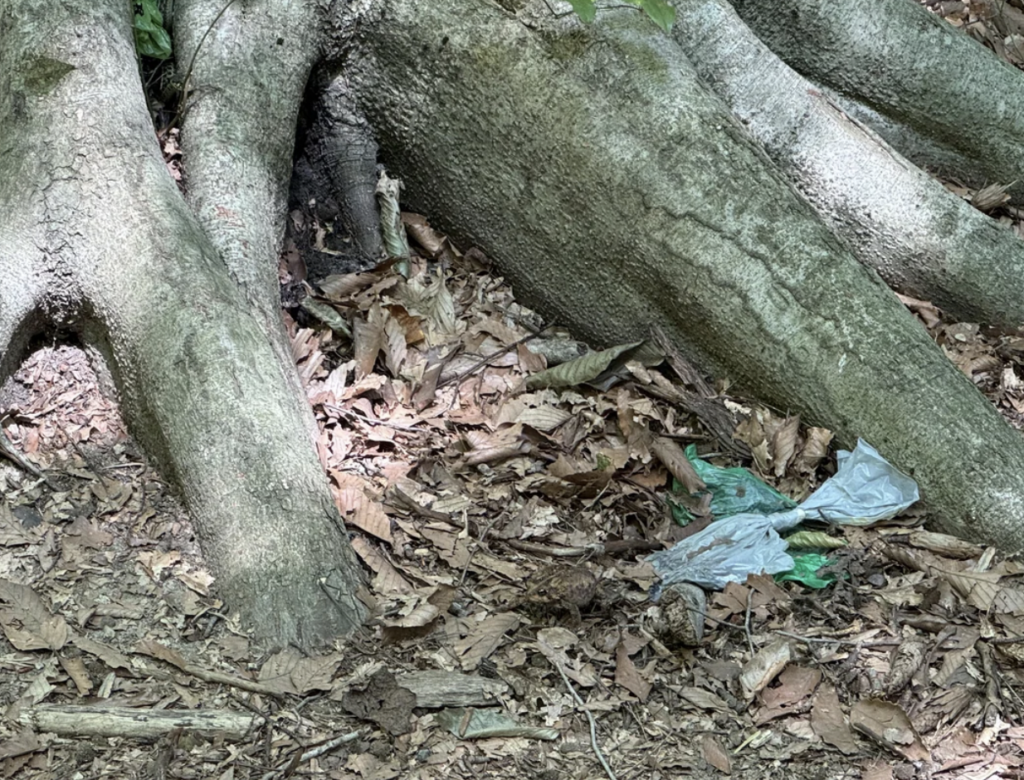 A tree with large, exposed roots stands in a forested area. The ground is covered in dry leaves and dirt. A small piece of plastic litter can be seen among the leaves near the tree roots. Sunlight filters through the foliage, casting dappled shadows.