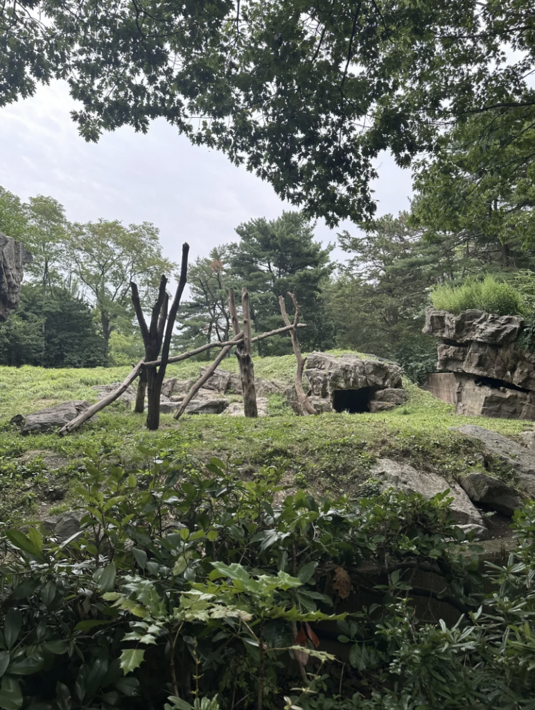 A lush, outdoor habitat featuring a grassy area surrounded by large rocks and trees. Wooden climbing structures are set up in the center, suggesting an animal enclosure. The sky is partly cloudy with greenery framing the scene.