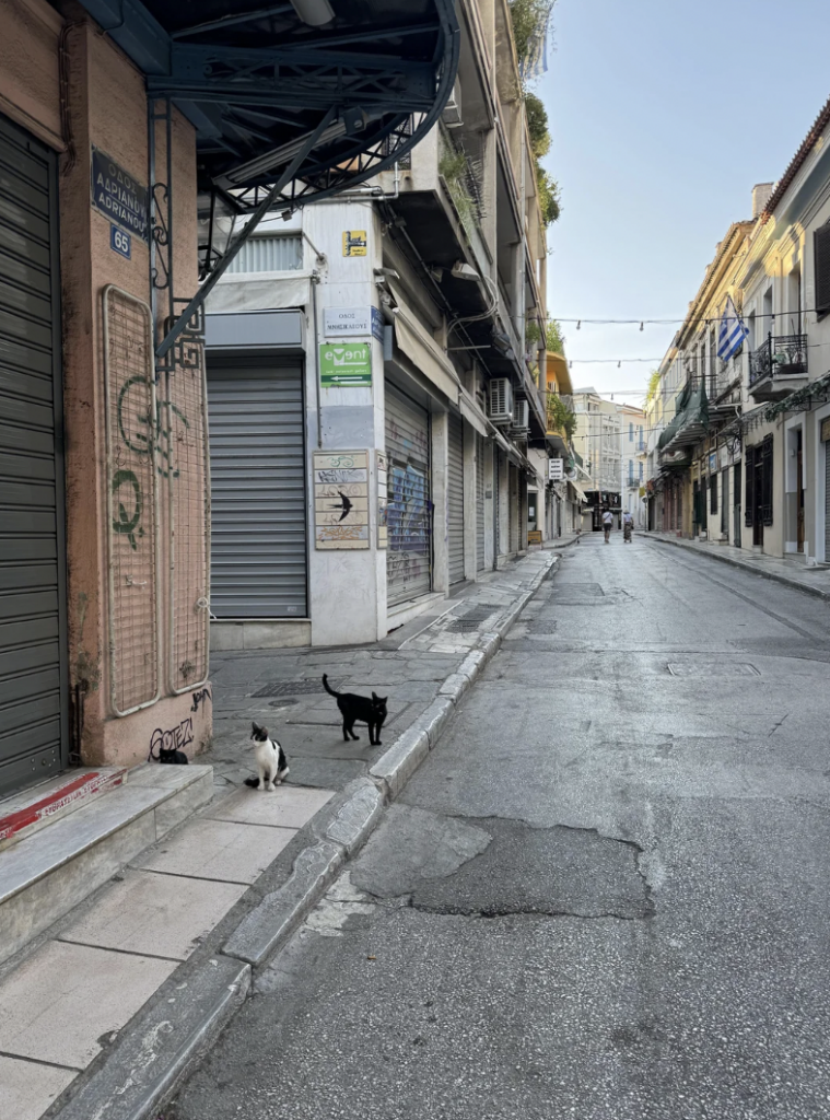 A narrow street lined with closed shops and buildings. Two cats, one black and one white with black patches, stand near the sidewalk. The street appears empty and quiet, suggesting an early morning or late evening setting. Overhead, string lights are hung across the street.