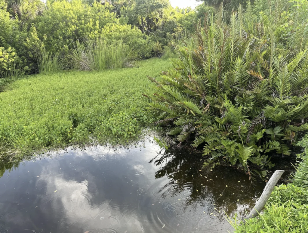 A small, reflective pond surrounded by lush greenery, including dense shrubs and ferns, under a partly cloudy sky. Vibrant green grass and plants thrive along the water's edge, creating a serene, natural scene.