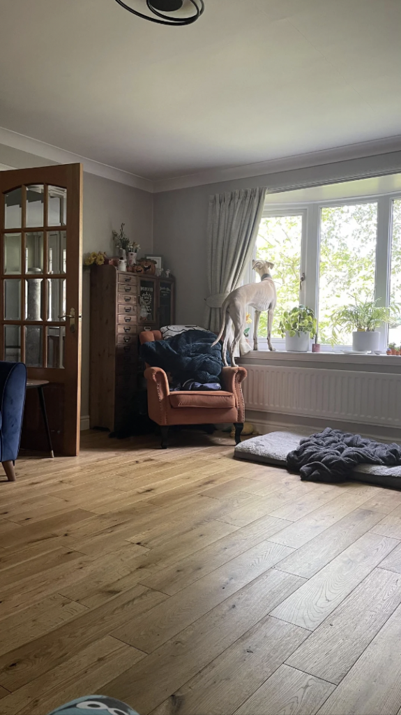 A dog stands on the armrest of an orange chair, looking out a window in a cozy living room. The room features wooden floors, a potted plant, a chest of drawers, and a door with glass panes. A dog bed and a cozy blanket lie on the floor nearby.