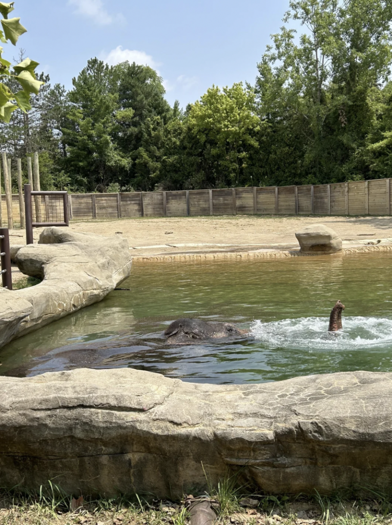 An elephant is partially submerged in a pool, with only part of its head and trunk visible above the water. The pool is surrounded by rock-like structures and tall trees, with a fence in the background. The scene is set outdoors on a sunny day.