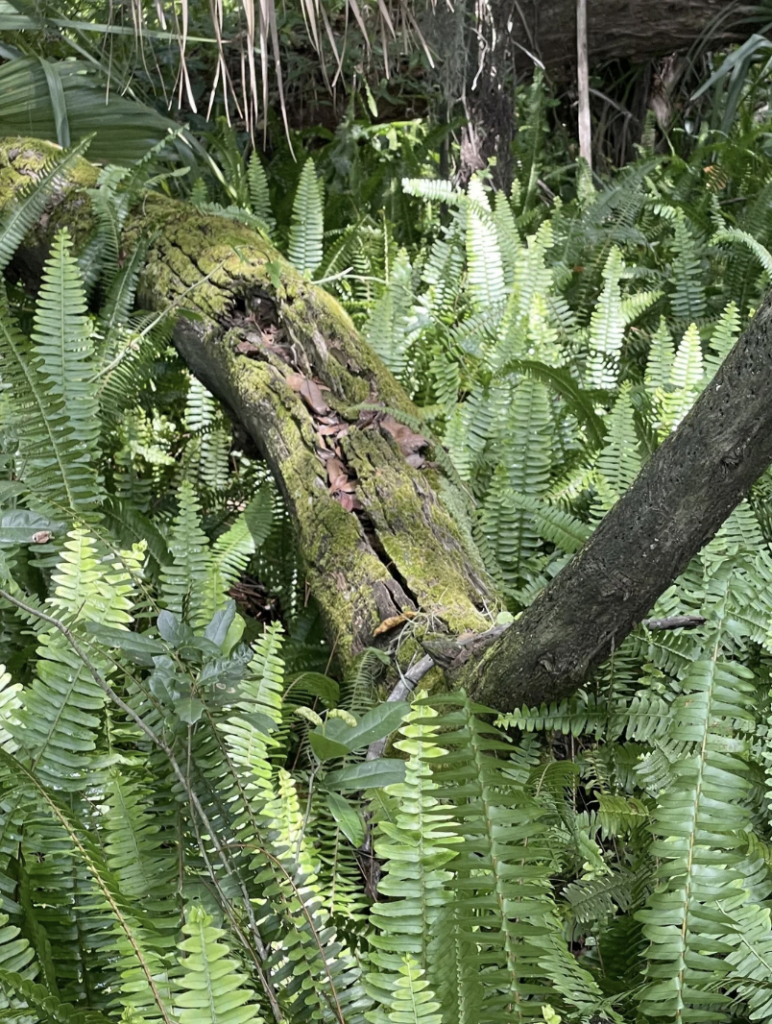 A fallen, moss-covered tree trunk surrounded by lush green ferns in a dense forest. The ground is mostly obscured by the foliage, giving the scene a vibrant, natural feel. Sunlight filters through the tree canopy, casting dappled light on the vegetation.