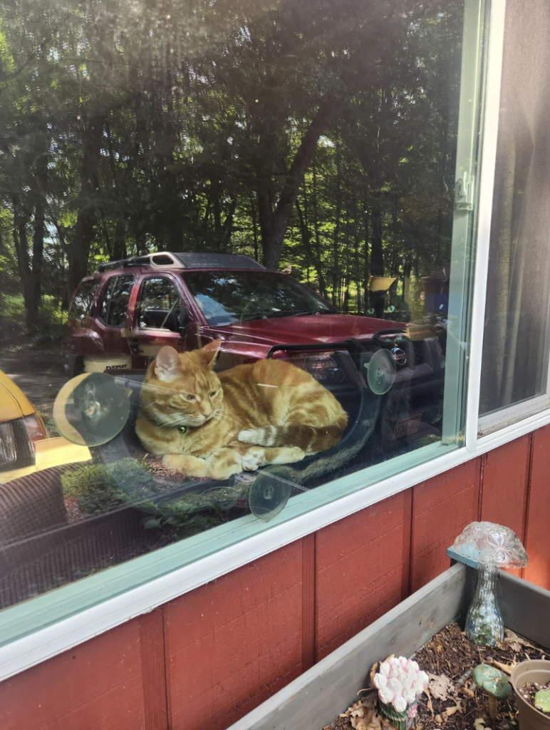 A ginger cat with a green collar is lying on a perch attached to a window from the inside. The reflection of a maroon SUV and trees can be seen in the window, with a red exterior wall and garden bed partially visible underneath.