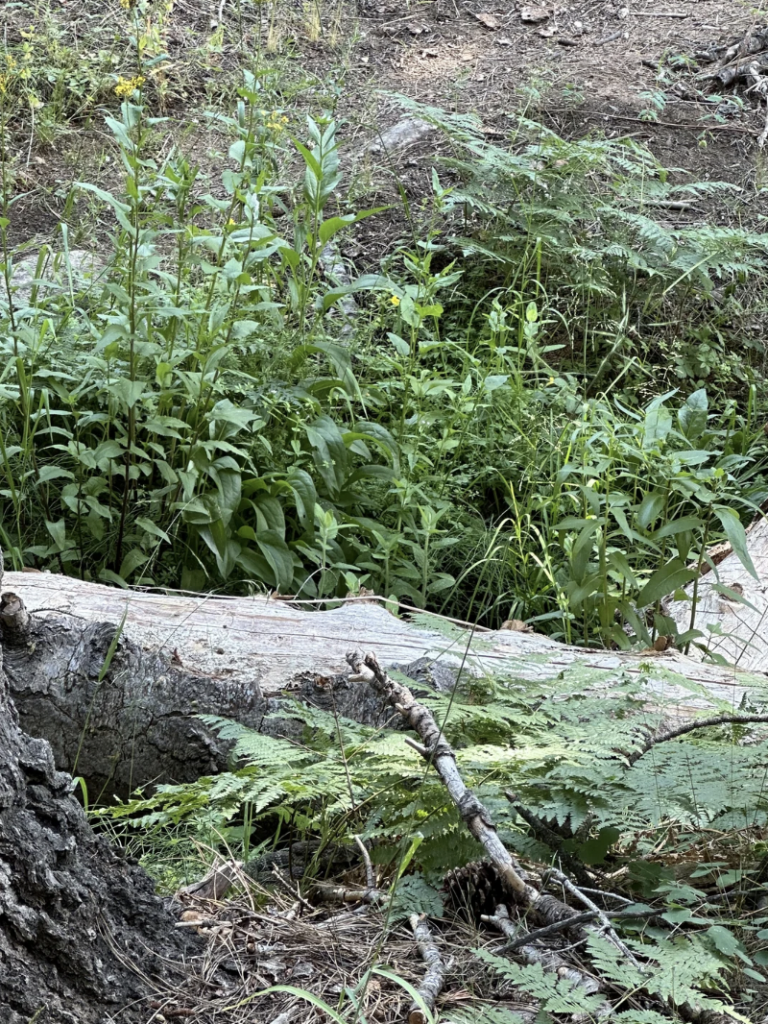 A forest floor with fallen logs, dense green foliage, ferns, and small plants. The ground is covered with dry leaves and twigs, creating a natural and wild environment.