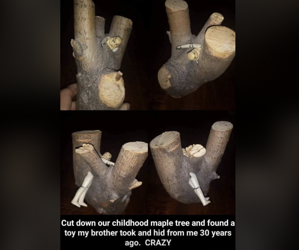 Three photos depict cut sections of a tree branch with a toy figure wedged inside. The toy was found after the childhood maple tree was cut down, apparently hidden there 30 years ago by the sibling of the person who cut it down. Text at the bottom explains this story.