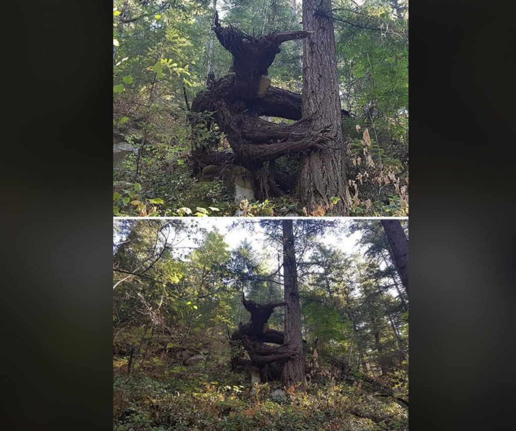 A composite image shows two views of a dense forest with a remarkable, twisted tree. The top view captures the gnarled tree intertwined with another tree, creating a striking natural formation. The bottom view provides a wider perspective of the forested area.