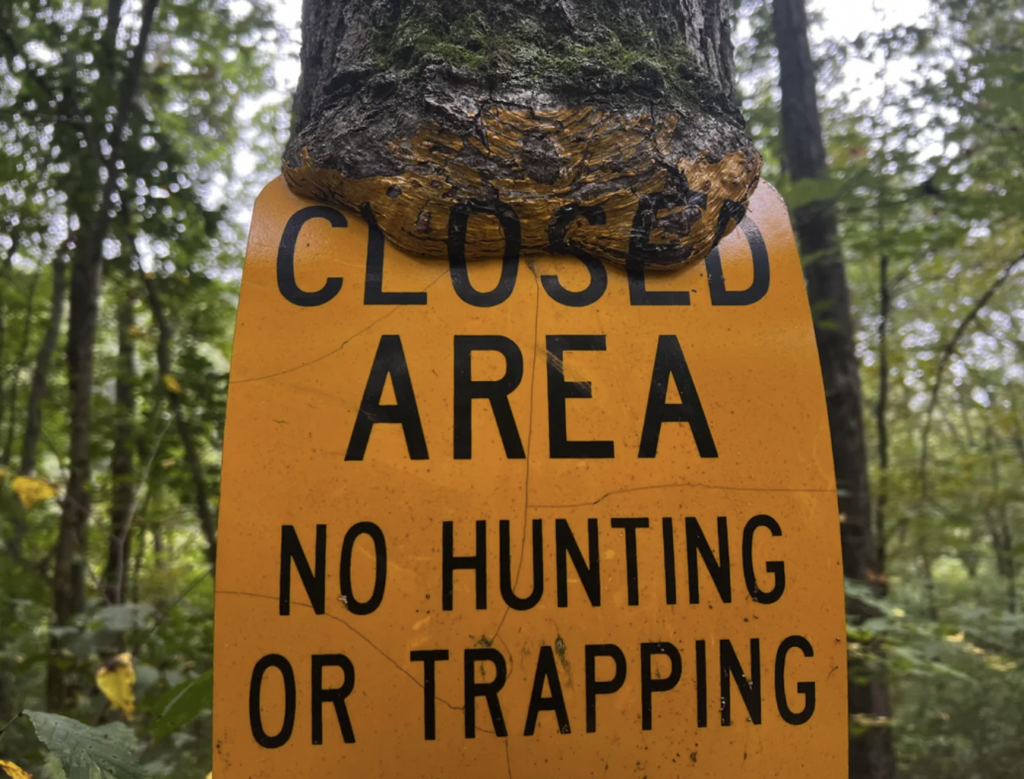 A close-up of a yellow sign partially encased in a tree trunk with the text "CLOSED AREA NO HUNTING OR TRAPPING." The background shows a forested area with green foliage.