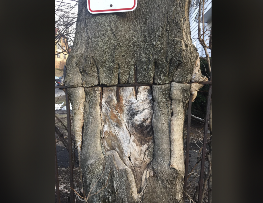 A large tree with a thick trunk has grown around an iron fence, engulfing the metal bars. The tree's bark displays deep grooves where the fence has been absorbed. A small portion of a sign is visible at the top of the image.