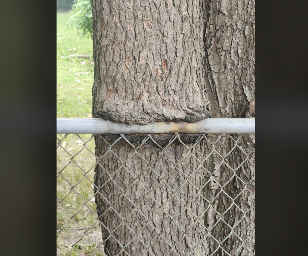 A close-up view of a chain-link fence being engulfed by a tree trunk. The fence runs horizontally and appears to be embedded within the bark as the tree has grown around the metal pole, creating an interesting visual blend of nature and human-made structure.