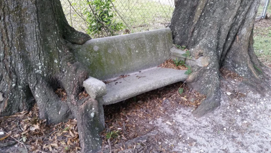 A stone bench is partially engulfed by two large tree trunks on either side, creating a natural frame. The bench is covered in moss and leaves, and the trees have grown around its edges. A chain-link fence and grassy area are visible in the background.