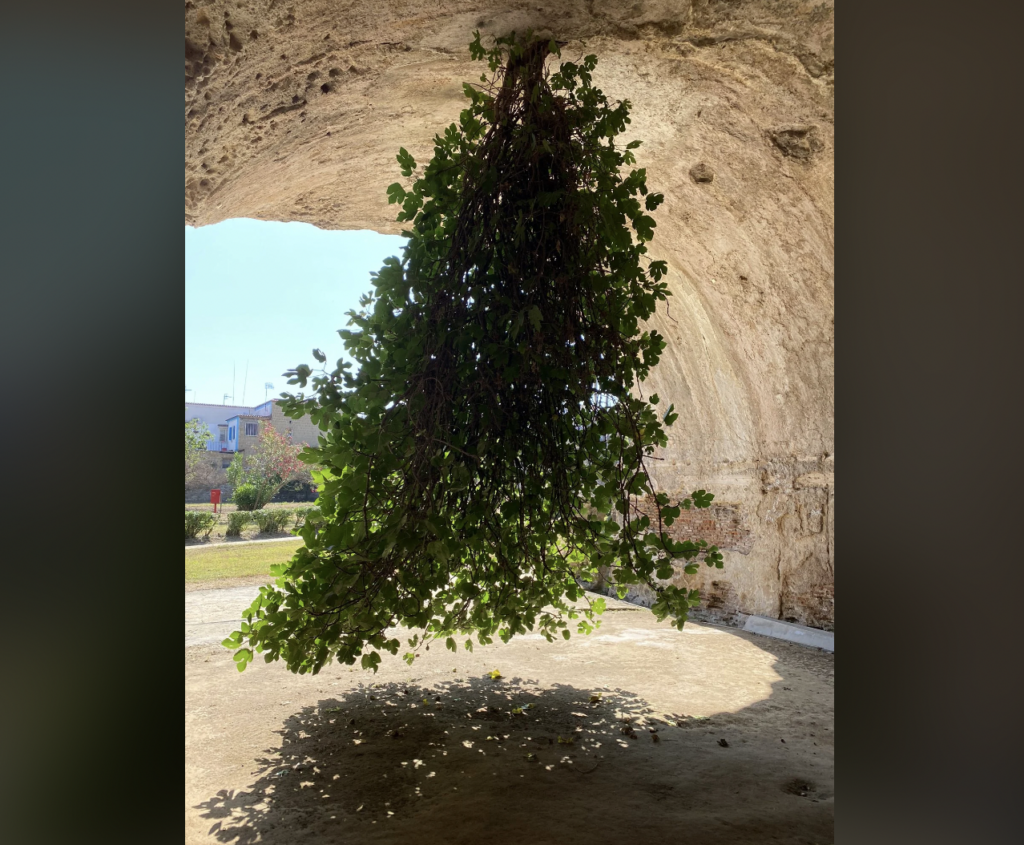 A lush green plant grows upside down from the roof of a rocky cave entrance, with sunlight streaming in from outside. The plant casts a distinct shadow on the ground below. The background includes a partially visible building and open sky.