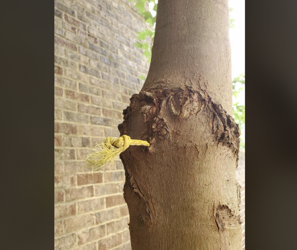 A tree with a yellow rope tightly embedded in its trunk, causing visible damage to the bark. The tree is near a brick wall in the background. The rope seems weathered and frayed at the end.