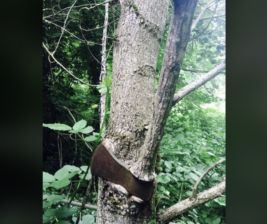 An image showing a tree in a forest growing around an old, rusty saw blade that is embedded in its trunk. The saw blade is partly enveloped by the tree bark, indicating it has been there for a long time. The forest features dense greenery and foliage.